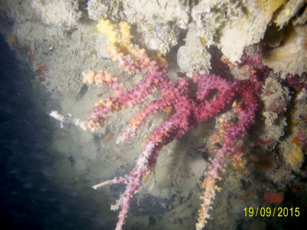 Paramuricea danneggiata